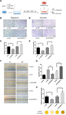 The Mechanism of Insulin-Like Growth Factor II mRNA-Binging Protein 3 Induce Decidualization and Maternal-Fetal Interface Cross Talk by TGF-β1 in Recurrent Spontaneous Abortion